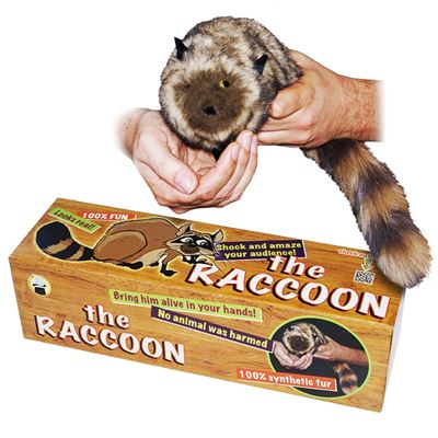Raccoon Spring Animal